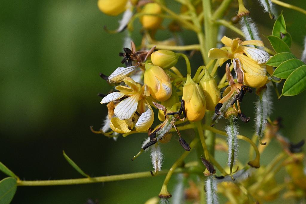 2025-08240151 Assabet River NWR, MA.JPG - Northern Wild Senna (Senna hebecarpa). Assabet River National Wildlife Refuge, MA, 8-24-2025